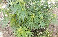 Marihuana w ogródku u 70-latki