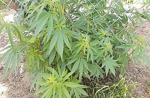 Marihuana w ogródku u 70-latki