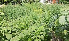 Marihuana w ogródku u 70-latki