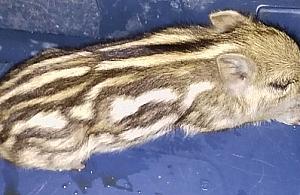 Młody dzik ukrył się pod zaparkowanym samochodem