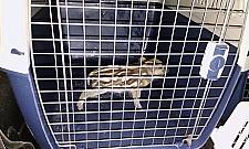 Młody dzik ukrył się pod zaparkowanym samochodem