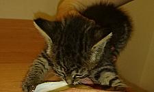 Strażacy ratowali kotka, który wpadł do kanału