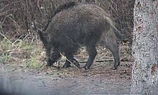 Kto zapłaci za dzika-szkodnika?