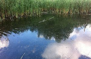 Legionowska "Leśniczówka". Czar leśnego bajorka