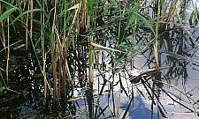 Legionowska "Leśniczówka". Czar leśnego bajorka