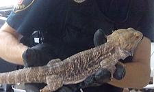 Z Australii do Falenicy. Egzotyczna jaszczurka w ogródku