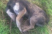 Zakopał psa żywcem na oczach dzieci?