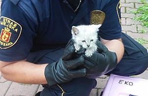 Uratowali kotka, który wpadł do studzienki