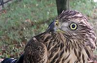 Myszołów znaleziony przy Conrada