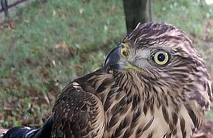 Myszołów znaleziony przy Conrada