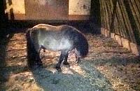 Wieczorna przygoda kucyka. Szedł środkiem jezdni na Trakcie Lubelskim