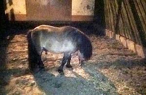 Wieczorna przygoda kucyka. Szedł środkiem jezdni na Trakcie Lubelskim