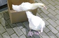 Gąski-sierotki znaleziono przy Młodzieńczej