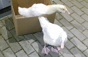 Gąski-sierotki znaleziono przy Młodzieńczej