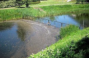 Kępa Potocka podzielona płotem