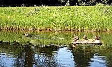 Kępa Potocka podzielona płotem