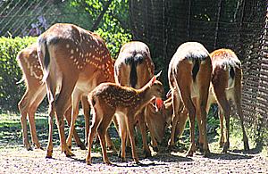 Oto nasze jelonki. Mieszkają w ZOO na Pradze