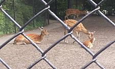 Oto nasze jelonki. Mieszkają w ZOO na Pradze
