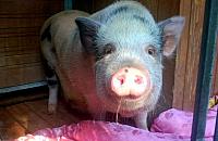 Kto zgubił "psa"? Czeka na odbiór na Paluchu