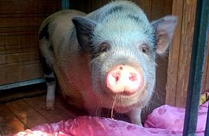 Kto zgubił "psa"? Czeka na odbiór na Paluchu