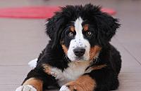 Psy z Bródna i Białołęki oszaleją z radości. Powstanie park dla czworonogów