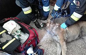 Strażak czy strażnik? Na ratunek zwierząt w mieście