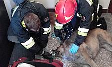 Strażak czy strażnik? Na ratunek zwierząt w mieście