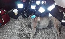 Strażak czy strażnik? Na ratunek zwierząt w mieście