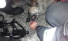 Strażak czy strażnik? Na ratunek zwierząt w mieście