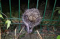 Dokąd tupta nocą jeż? Tym razem utknął między kratami