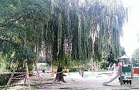 Okazałe drzewo przy Arki Bożka do ścięcia. "Spółdzielnia idzie na łatwiznę"