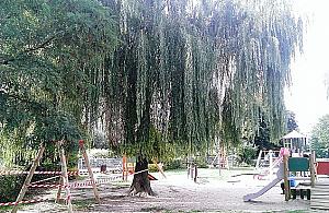 Okazałe drzewo przy Arki Bożka do ścięcia. "Spółdzielnia idzie na łatwiznę"