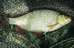 Złap "złotą rybkę", wygrasz samochód. Impreza nad Zalewem