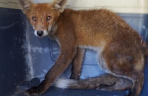 Niecodzienny gość w garażu przy Głębockiej