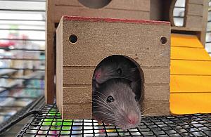 Szczury w ratuszu. Nietypowa wystawa na Bielanach