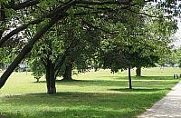 Gra o tysiące drzew. Szukamy miejsc na nasadzenia