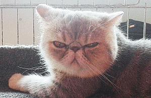 Koci weekend na Bielanach. Trwa międzynarodowa wystawa