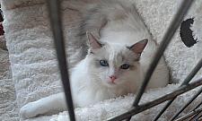 Koci weekend na Bielanach. Trwa międzynarodowa wystawa