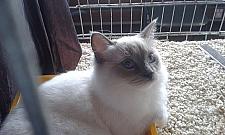 Koci weekend na Bielanach. Trwa międzynarodowa wystawa