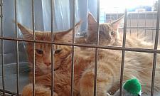 Koci weekend na Bielanach. Trwa międzynarodowa wystawa