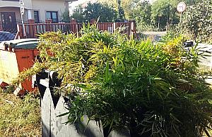 Marihuana w Marysinie. "Policjanci zniszczyli 47 krzewów"