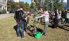 Sto nowych dębów na Targówku