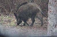 "Złap je wszystkie". Setki dzików wędrują po Białołęce