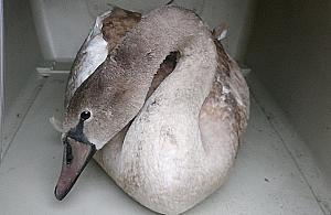 Łabędź wpadł pod autobus. "Próbował nas atakować"