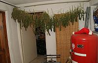 Trzysta krzewów w mieszkaniu. Domowi ogrodnicy za kratkami