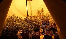 Trzysta krzewów w mieszkaniu. Domowi ogrodnicy za kratkami