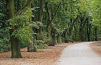 1500 drzew na Młocinach pod topór? "Duże wyzwania przed nami"