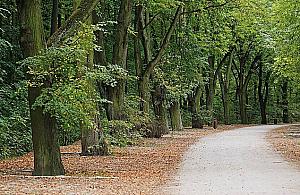 1500 drzew na Młocinach pod topór? "Duże wyzwania przed nami"