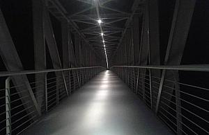 Dziki, kaczki i niedźwiedzica. O północy na Żeraniu