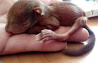 Poszukiwana wiewiórka o imieniu Andrzej. "Ufa ludziom"